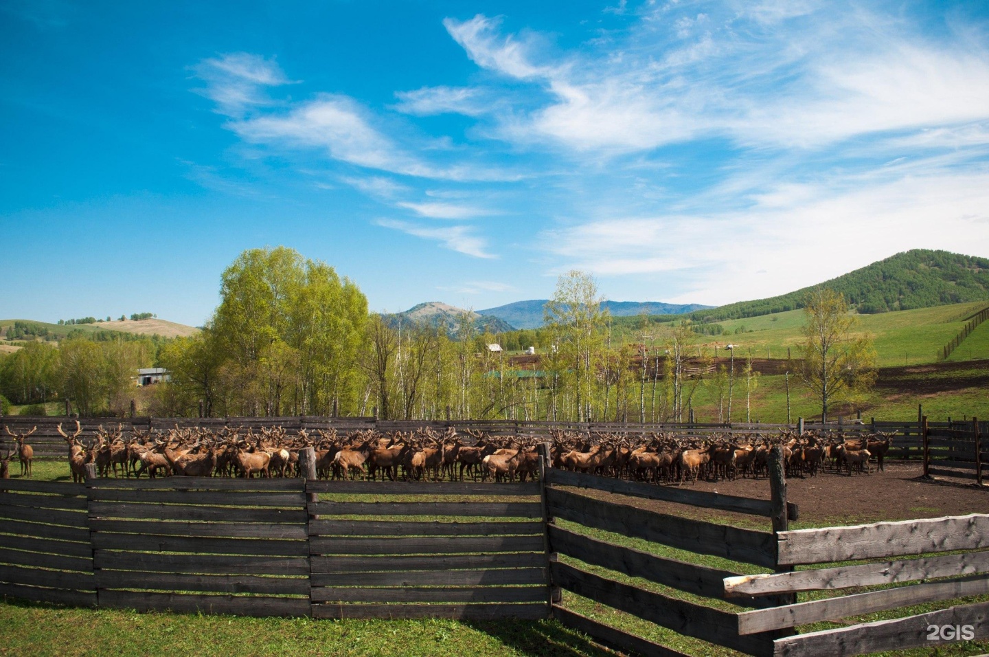 Маральник Altai Palace - фото 21