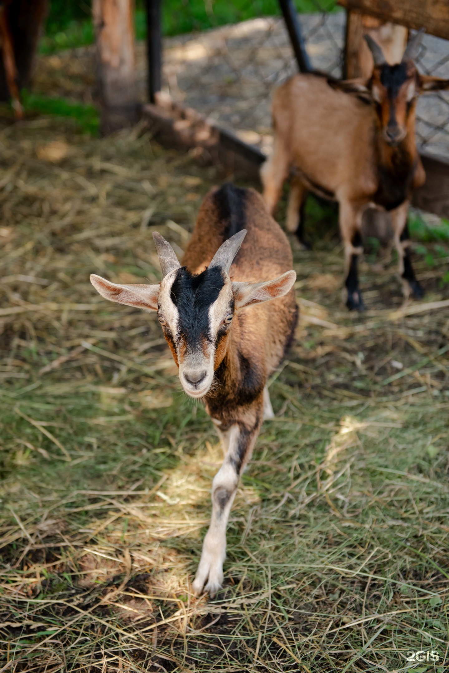 Маральник Altai Palace - фото 26