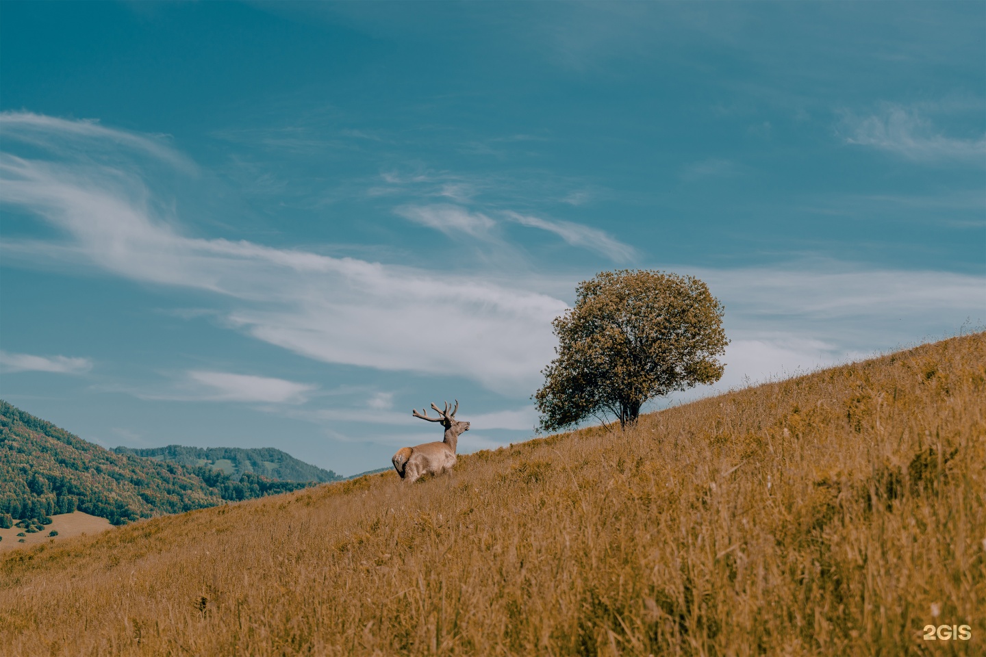 Маральник Altai Palace - фото 33
