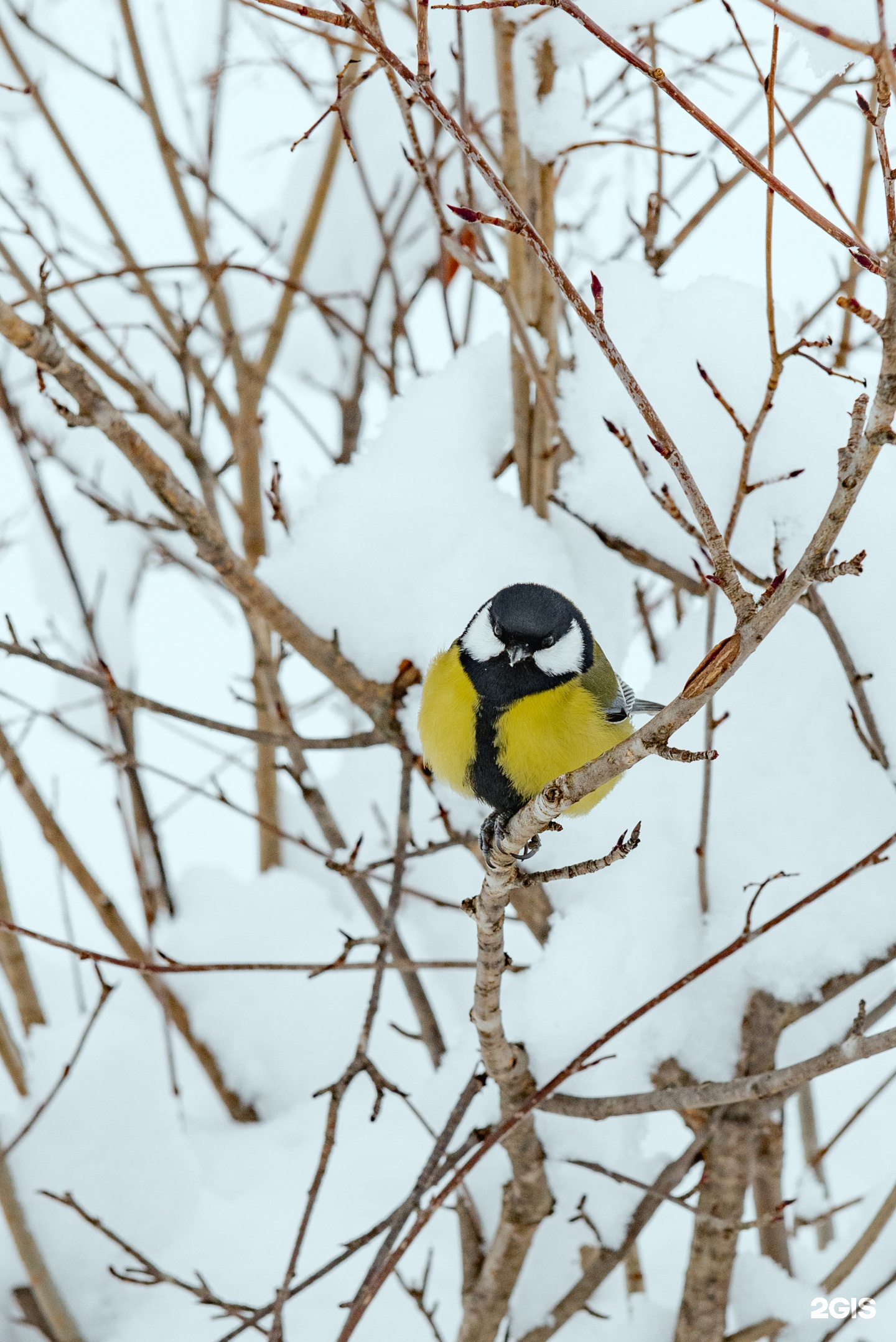 Маральник Altai Palace - фото 43