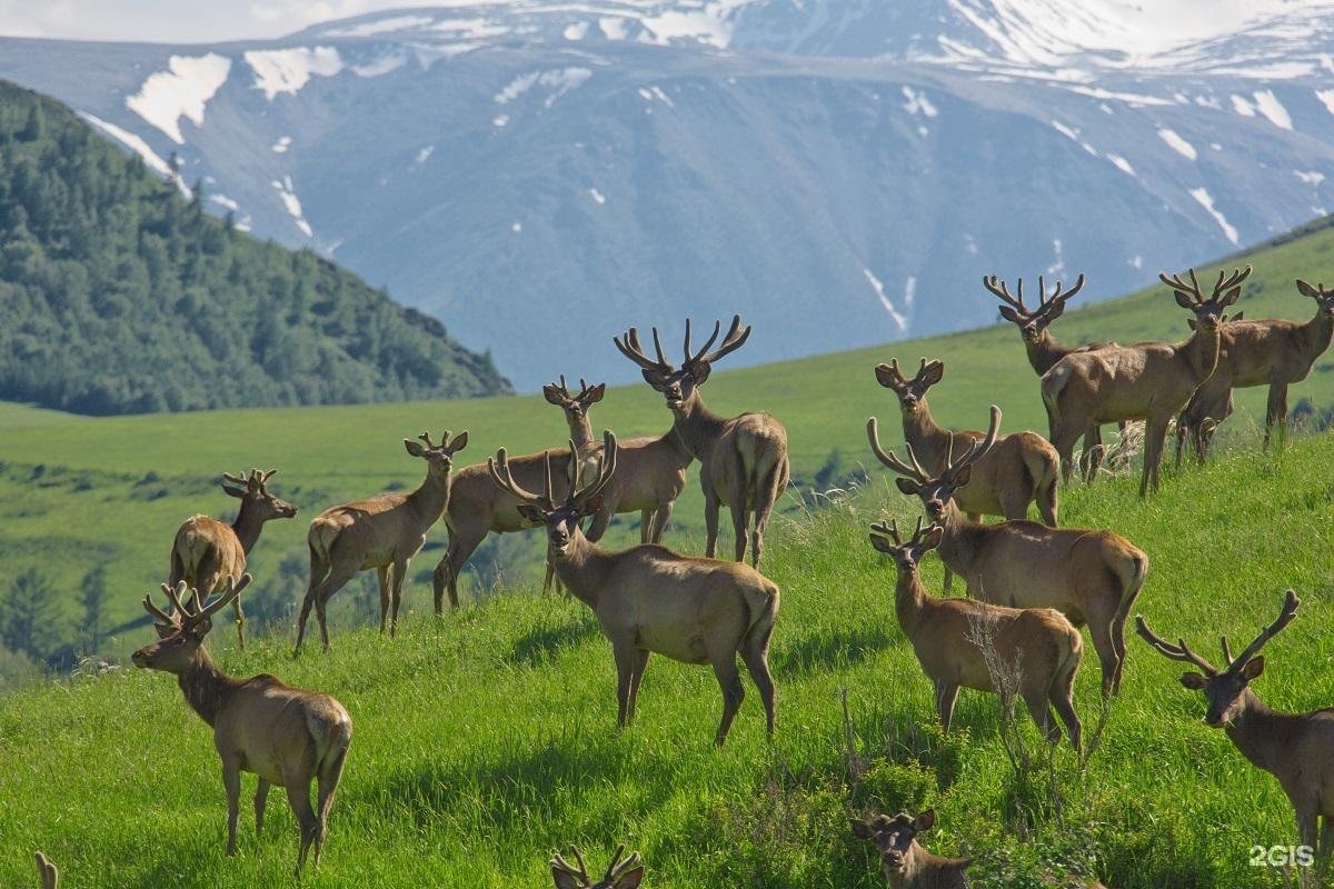Маральник Altai Palace - фото 49