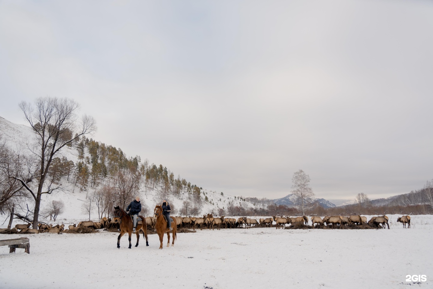 Маральник Altai Palace - фото 52
