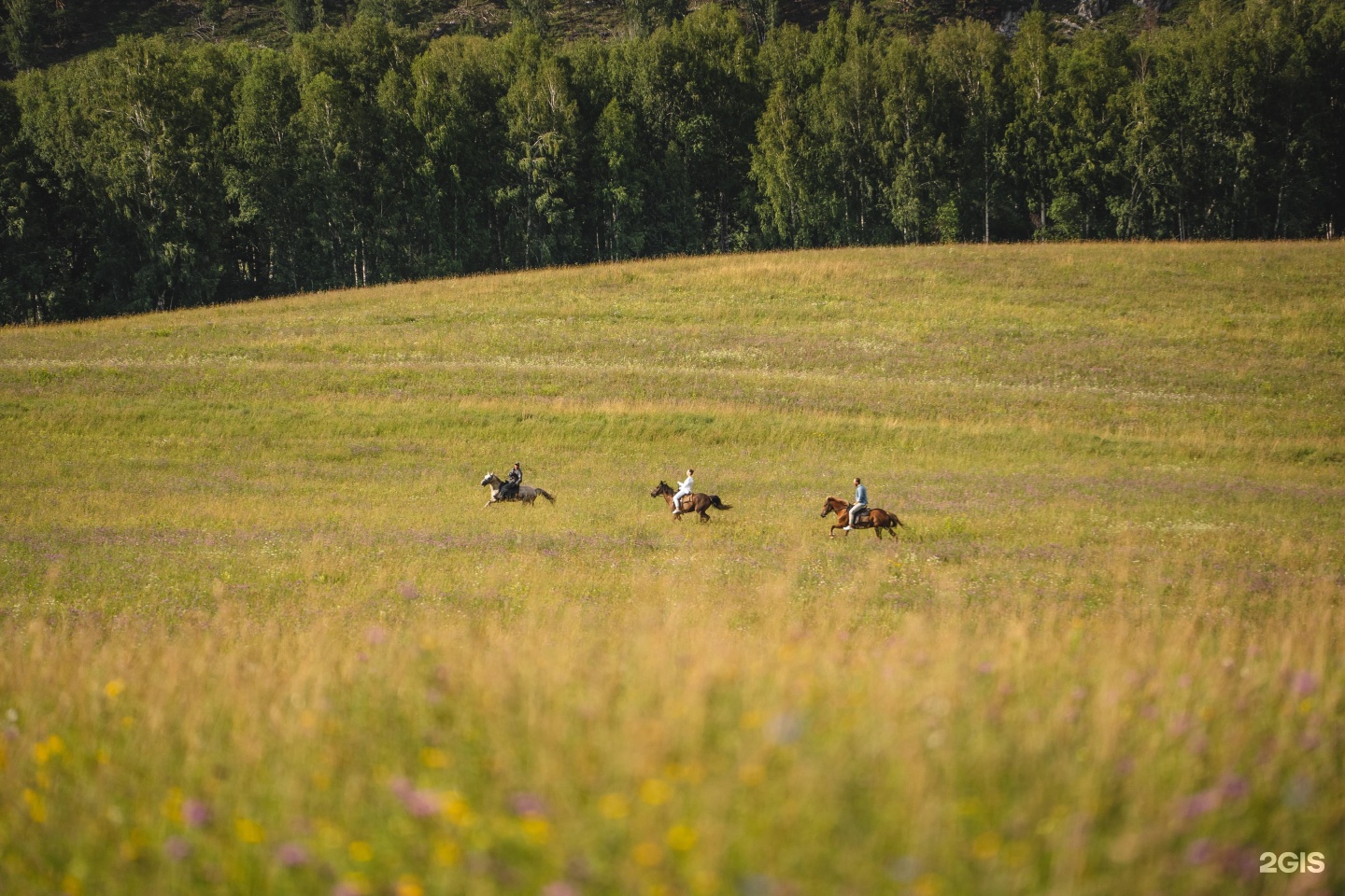 Алтай Пэлас - фото 70