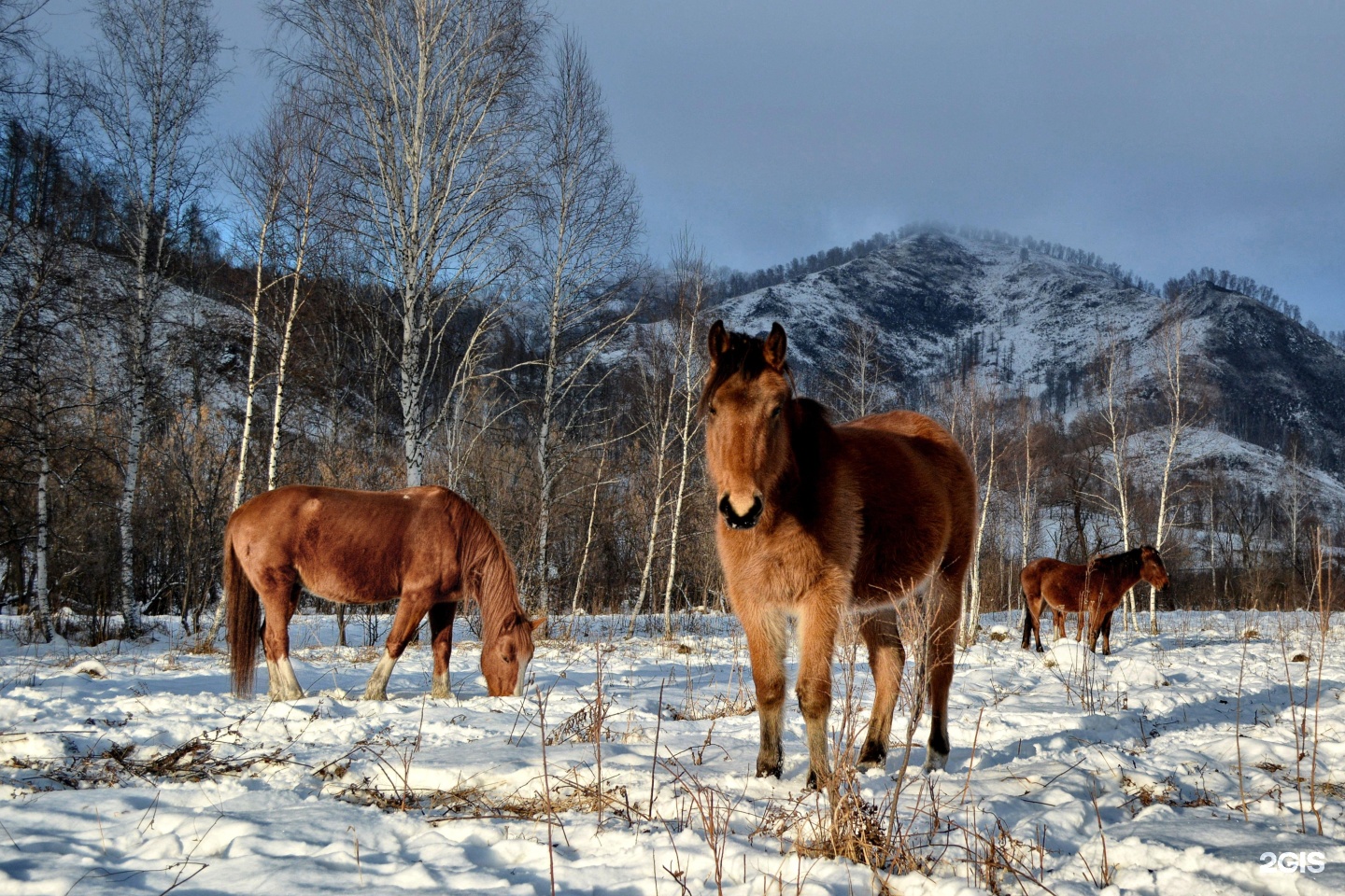 Чедоев Привал - фото 10