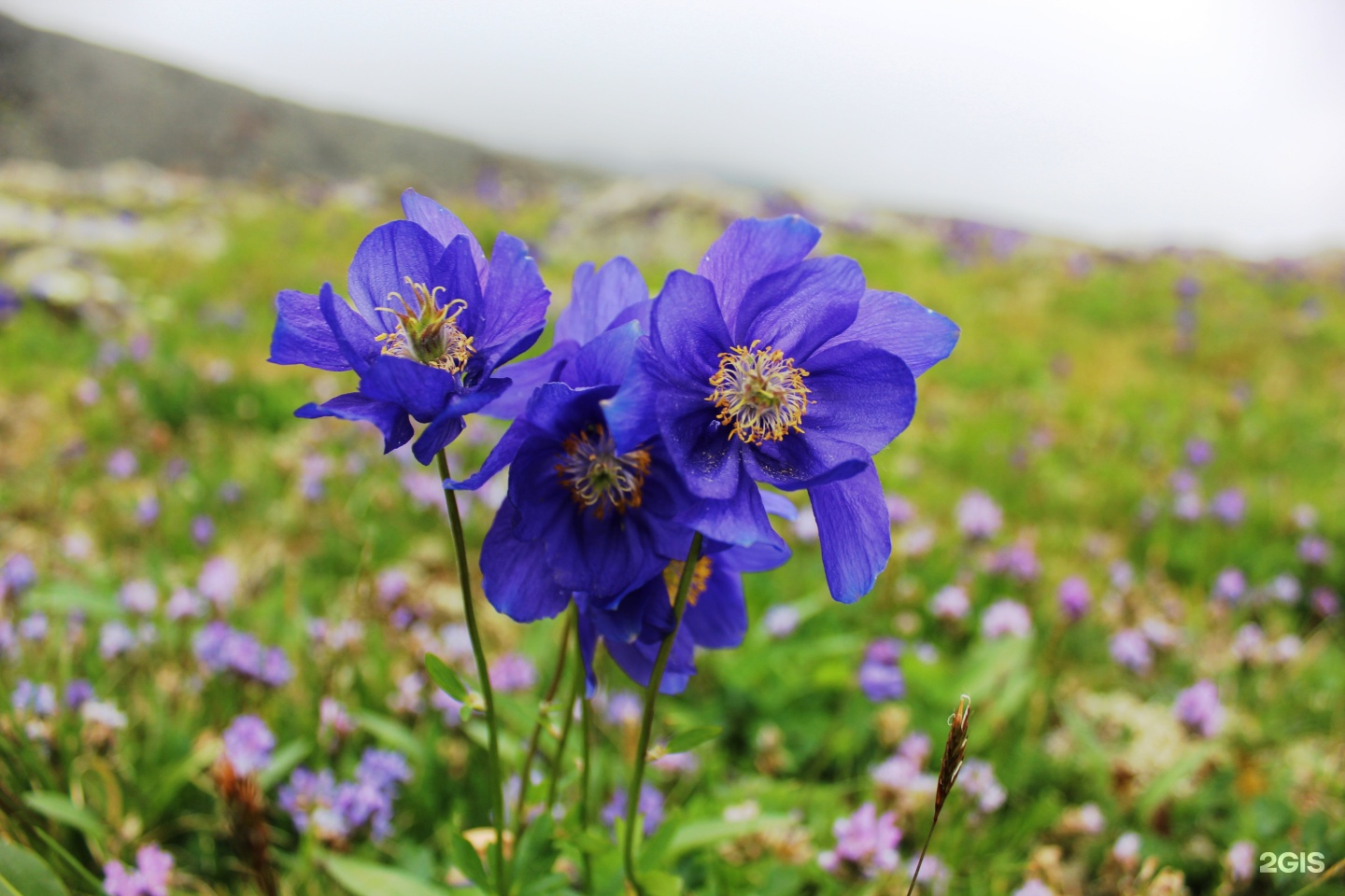 Чедоев Привал - фото 13