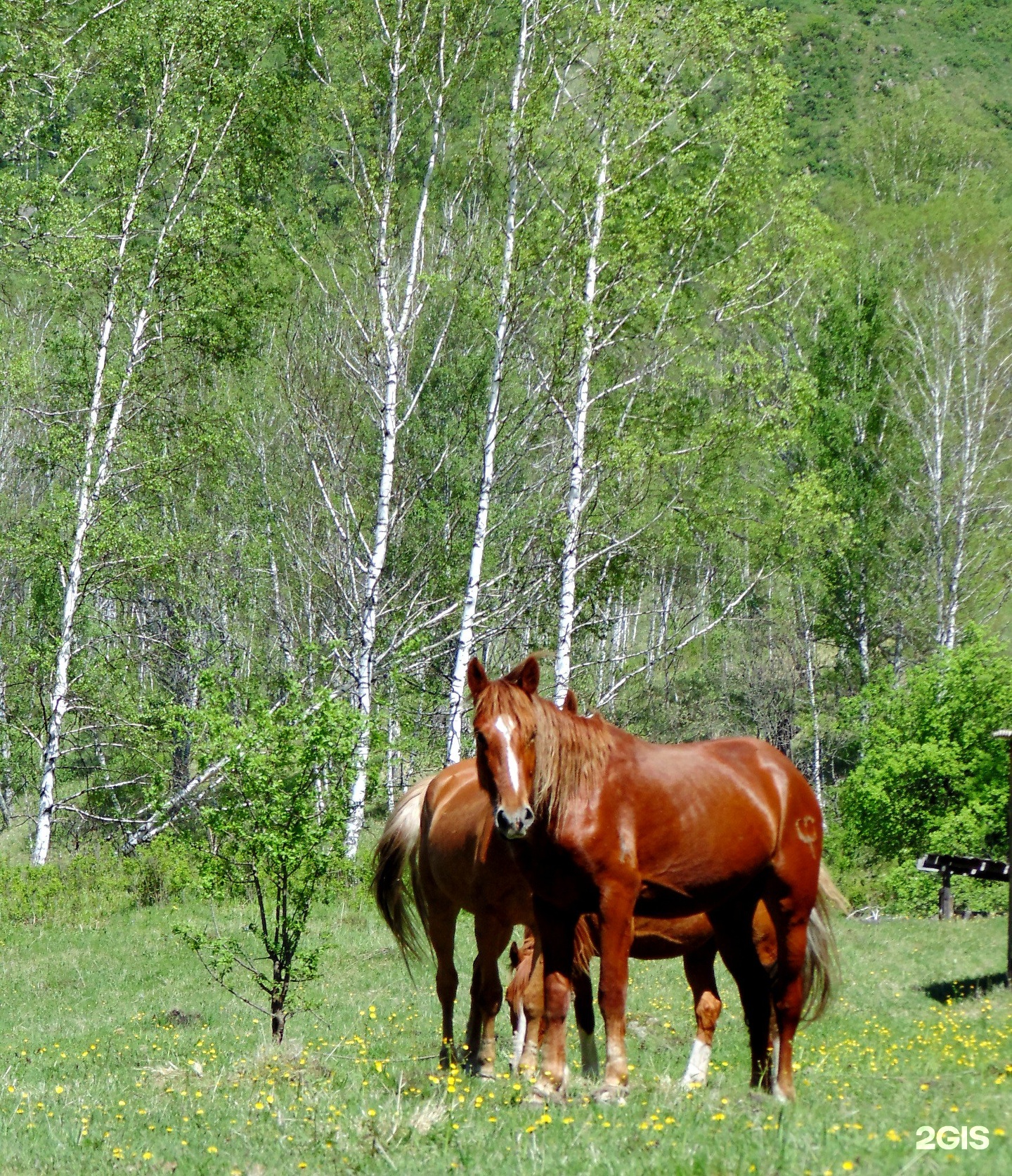 Чедоев Привал - фото 18