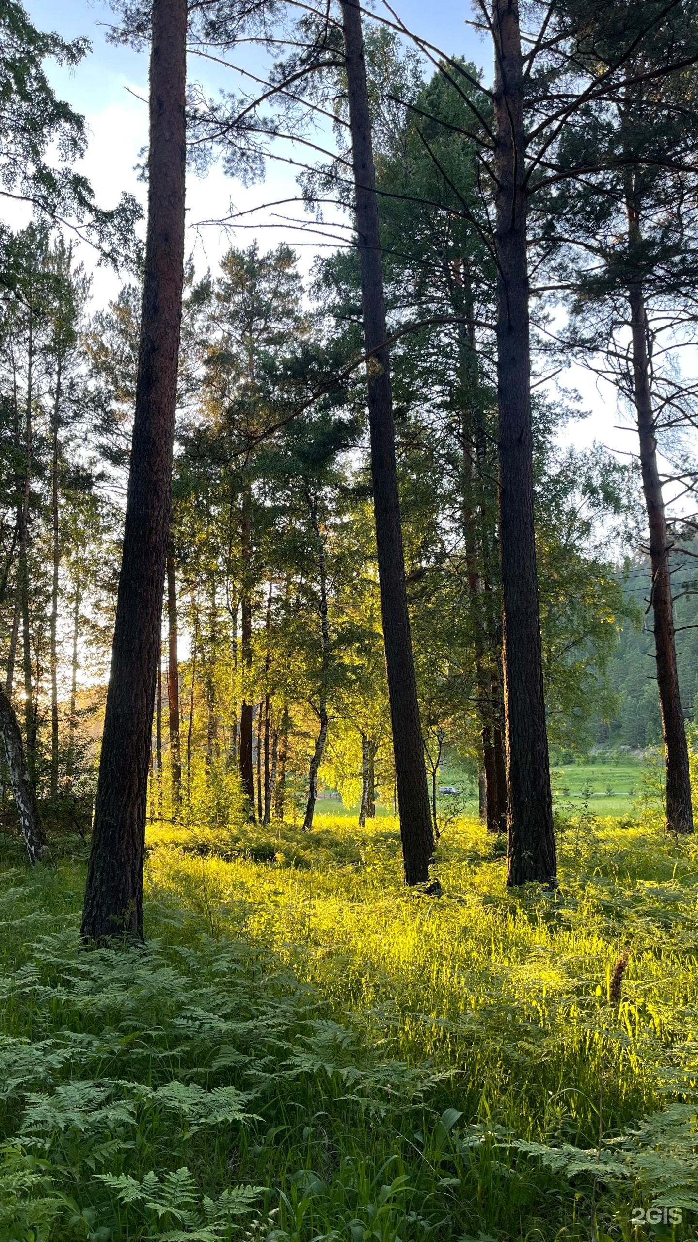 Шелест - фото 32