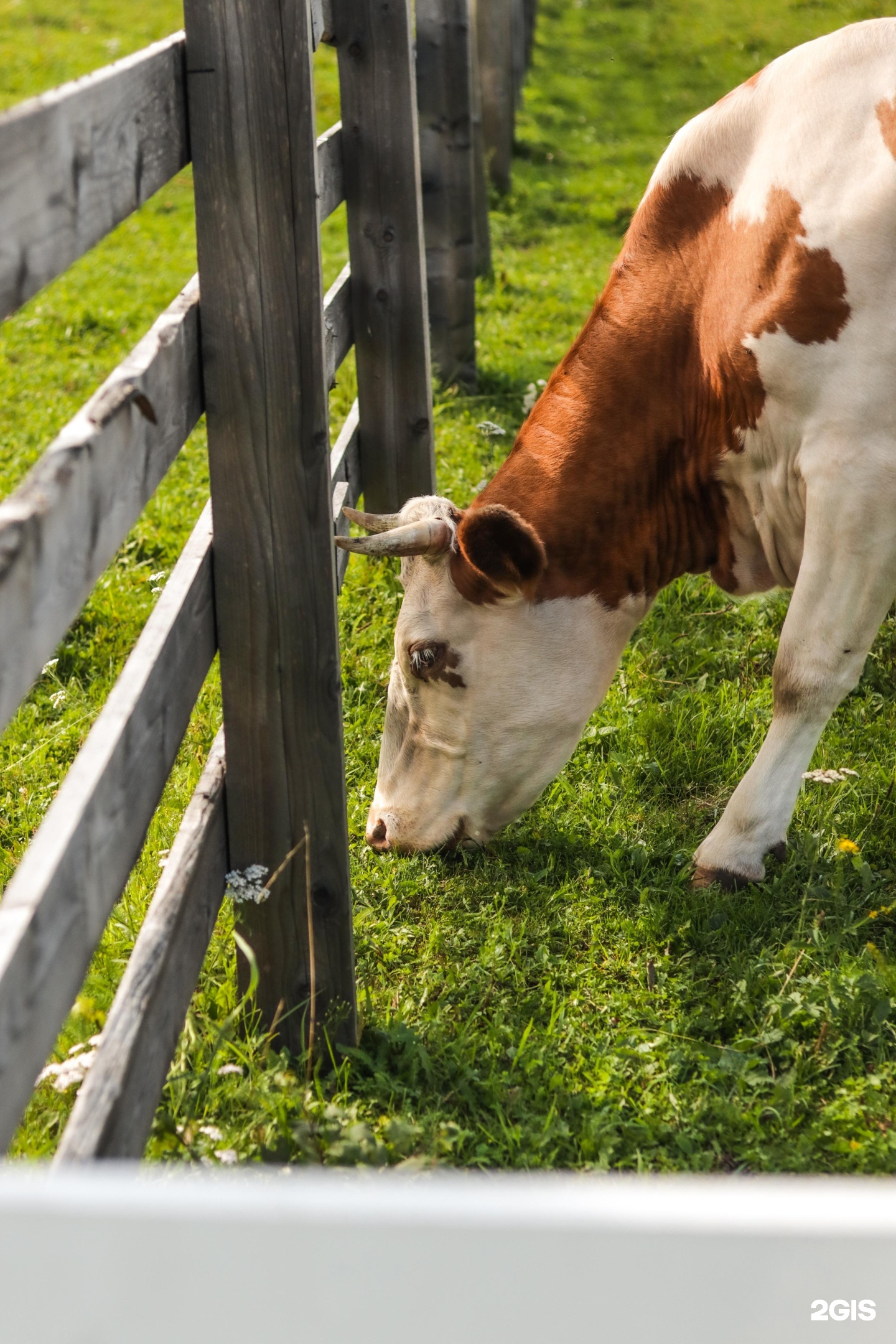 ЭкоРанчо - фото 89