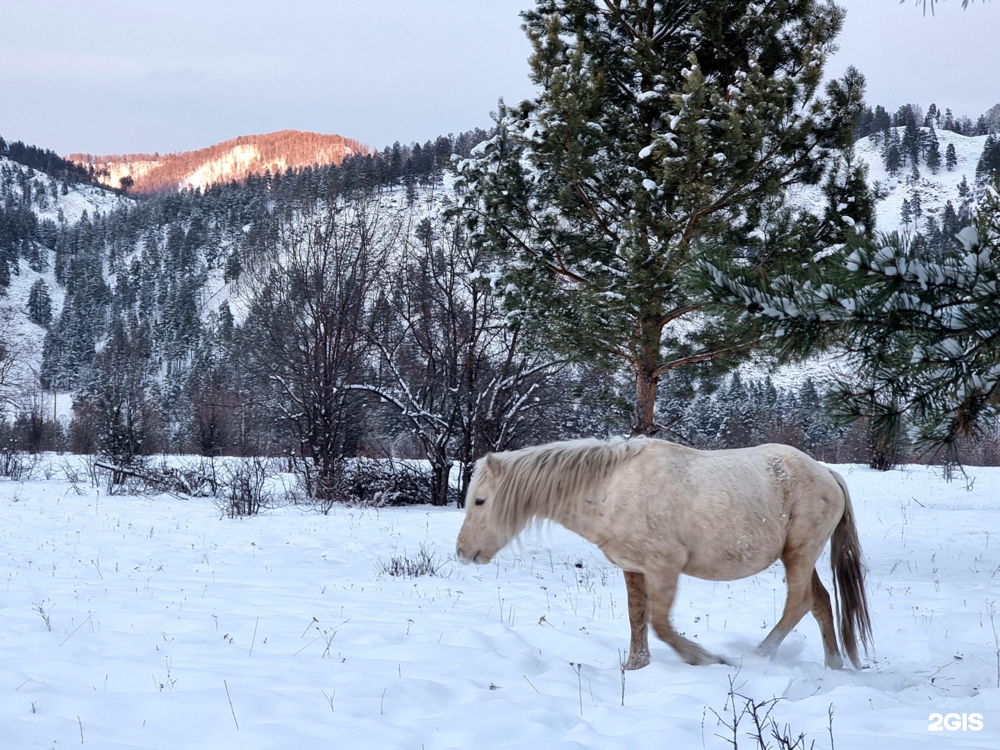 Апартаменты на территория Алтай Рест, 1 - фото 27