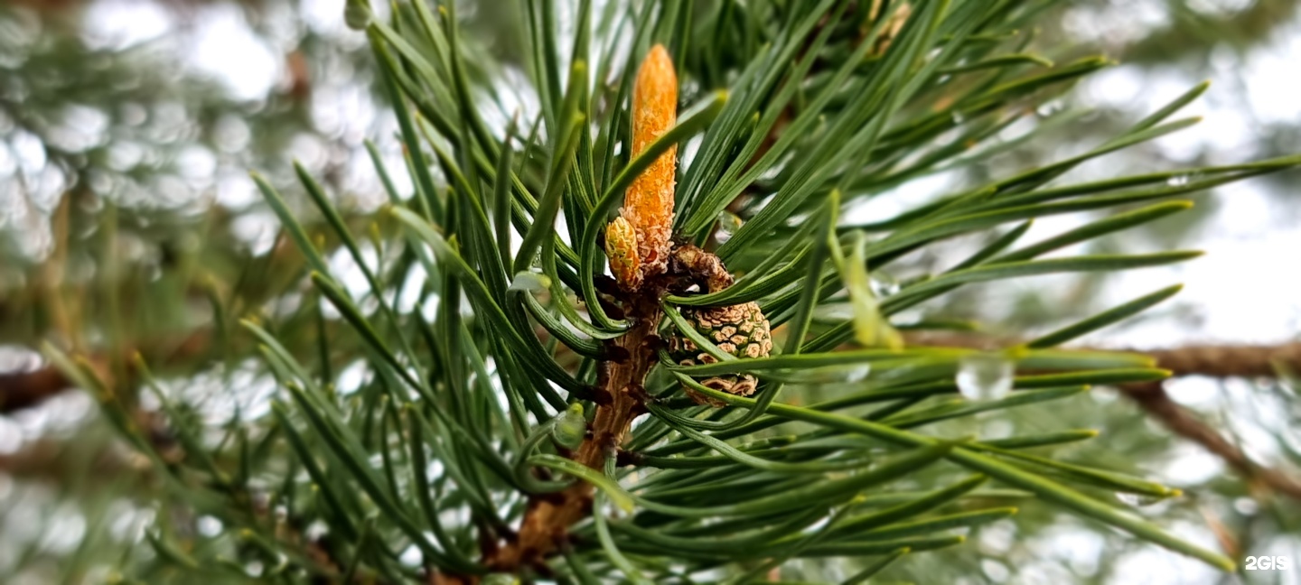 Апартаменты на территория Алтай Рест, 1 - фото 59