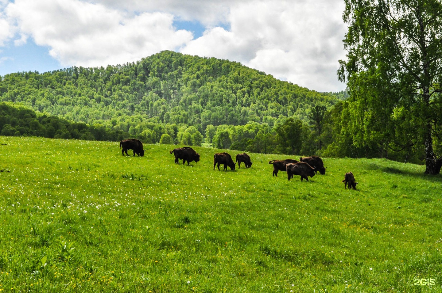 Выше гор Курай - фото 6