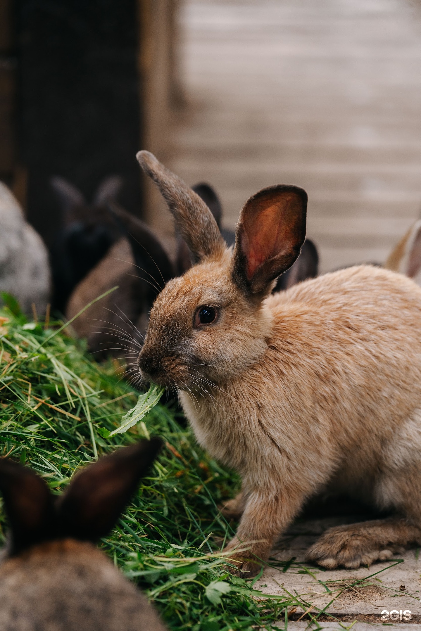 Сказка Алтая - фото 51