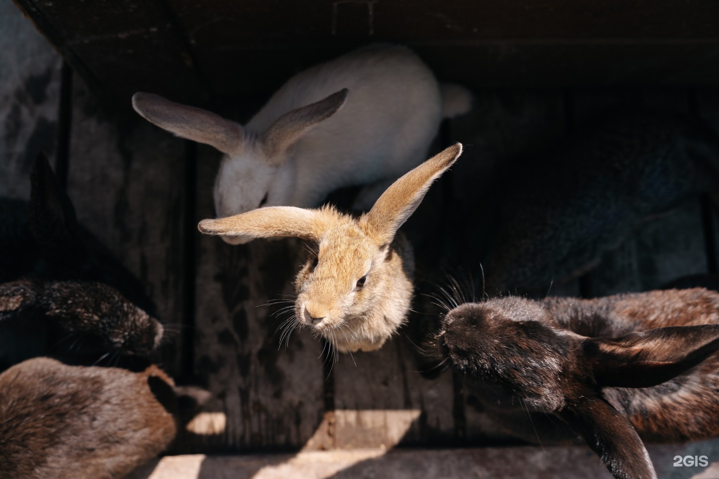 Сказка Алтая - фото 95