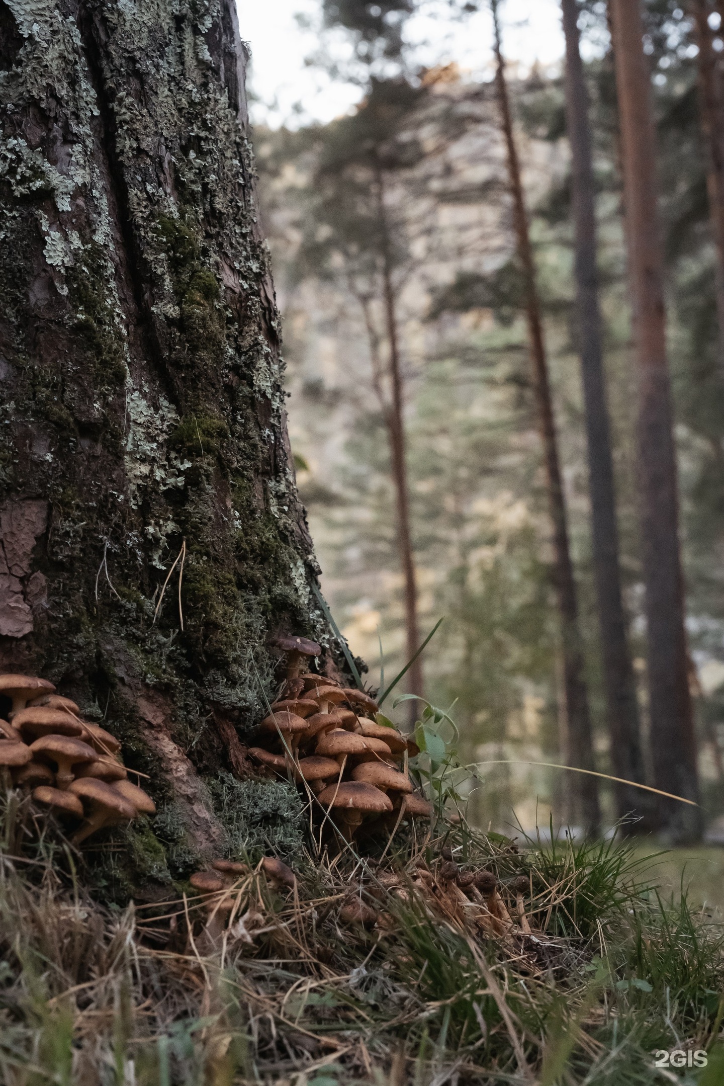 Сказка Алтая - фото 99