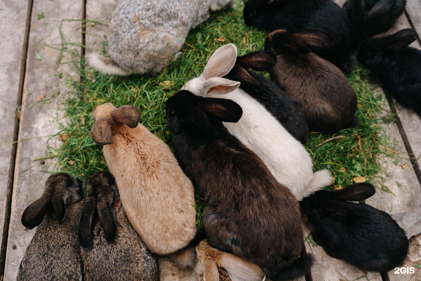 Сказка Алтая - фото 110