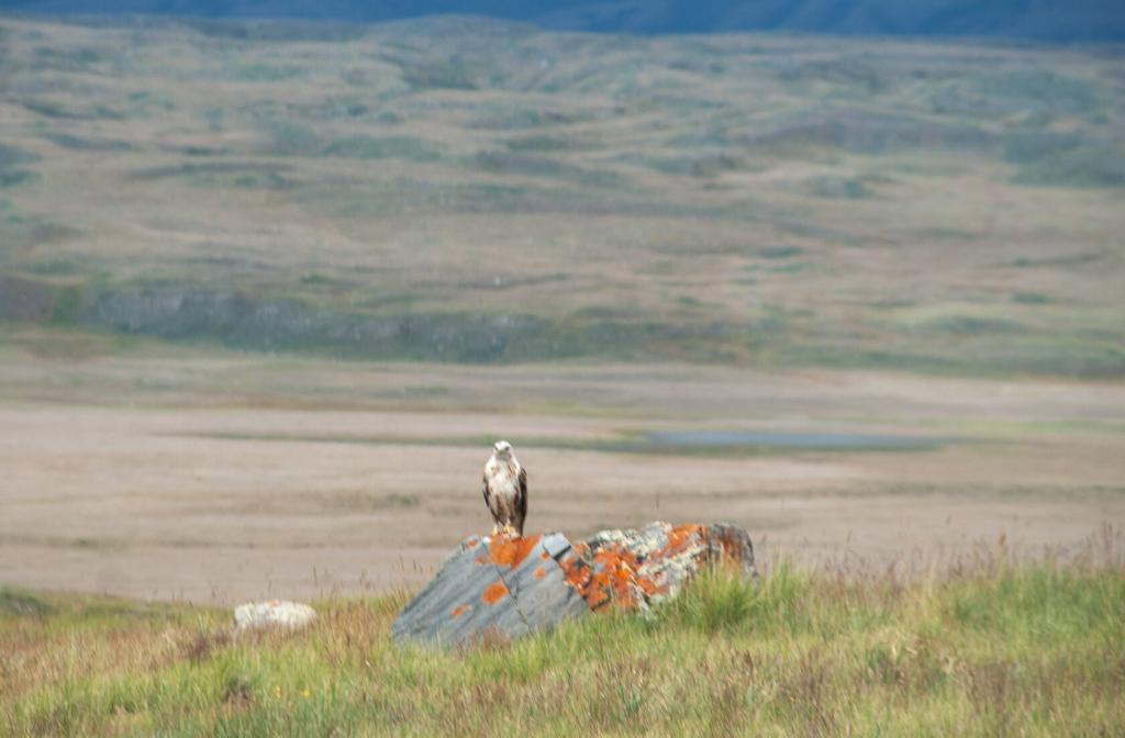 «Укок - место силы» - фото 3