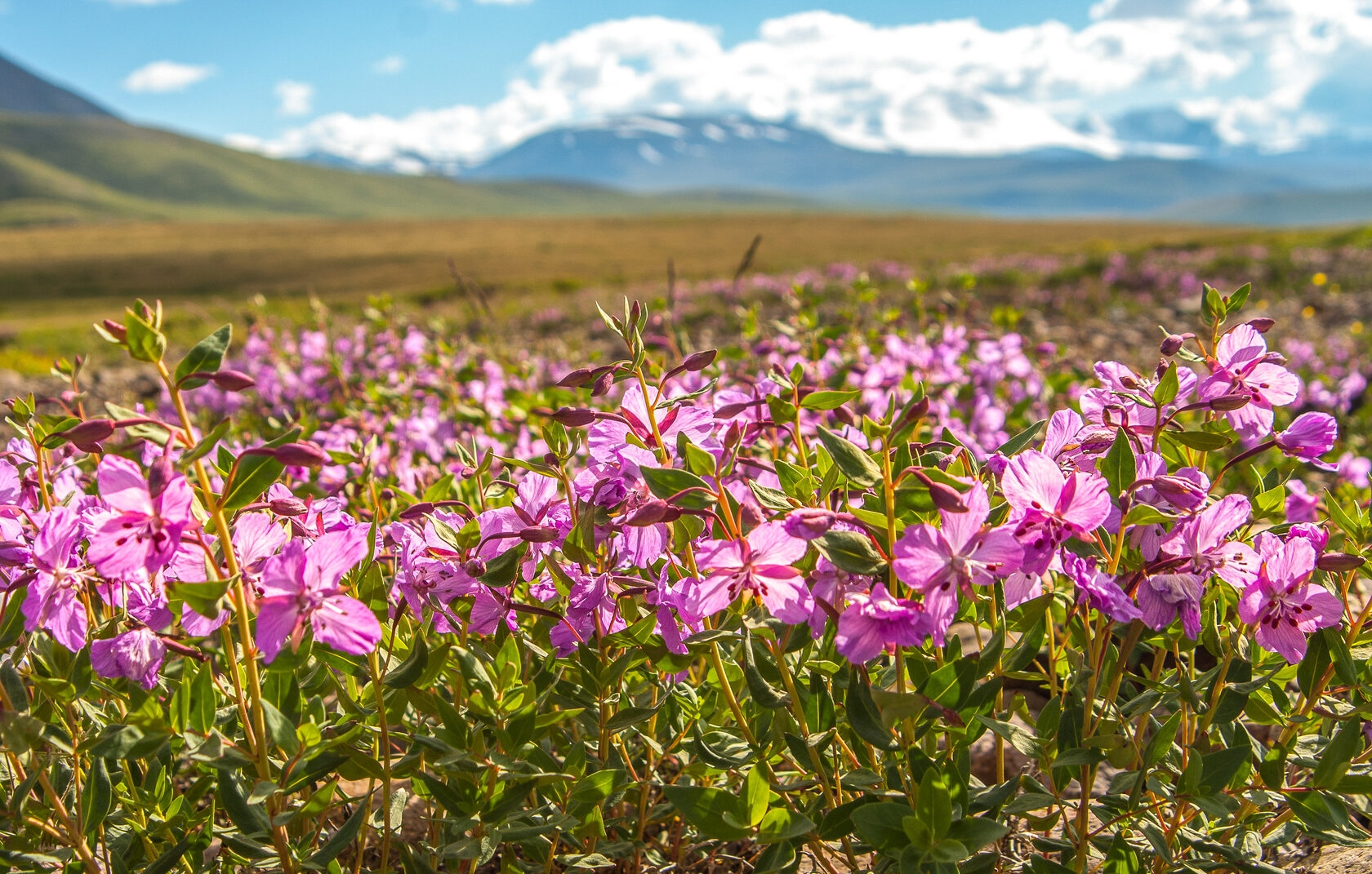 «Укок - место силы» - фото 7