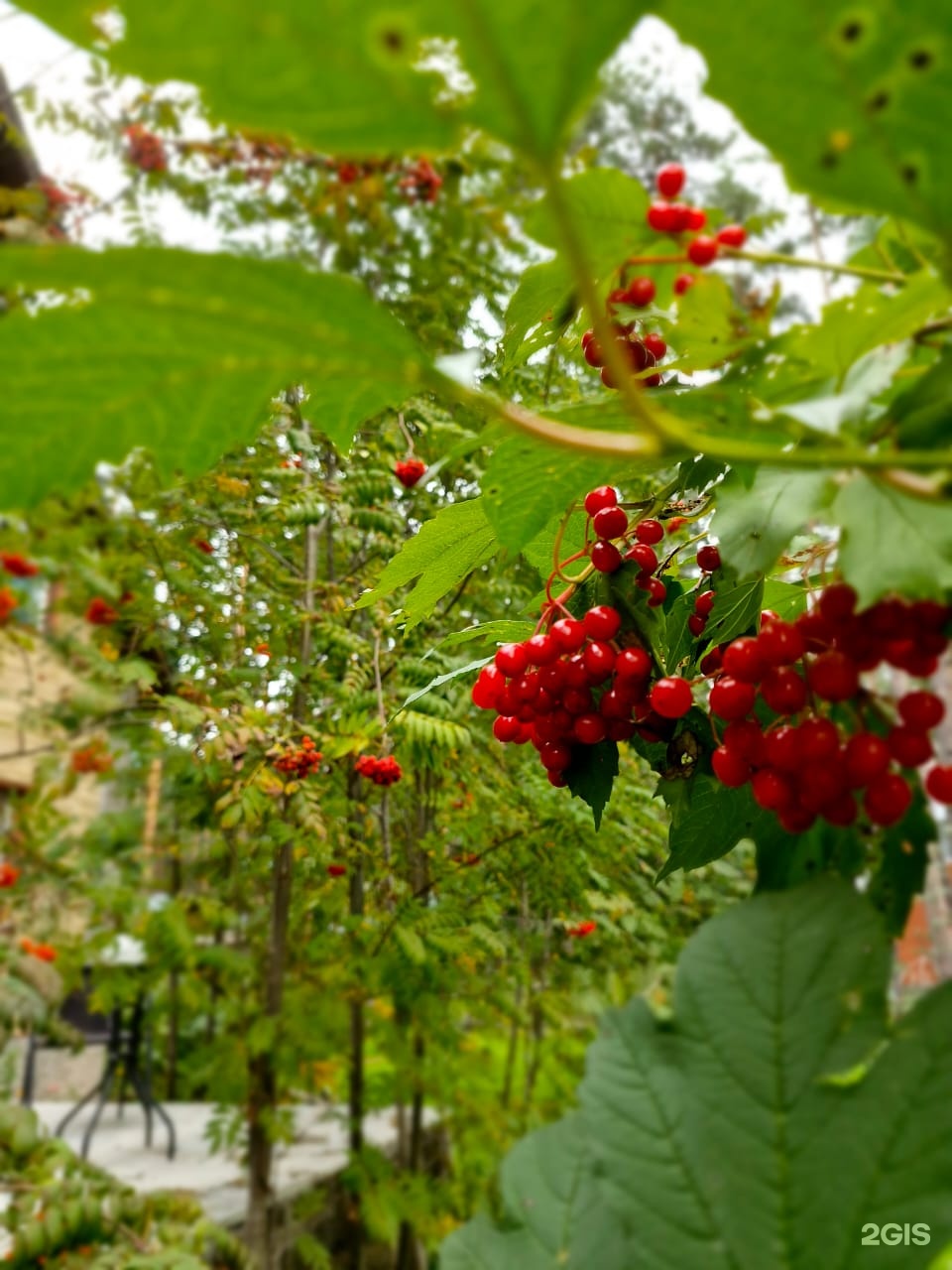 Манжерок - фото 44