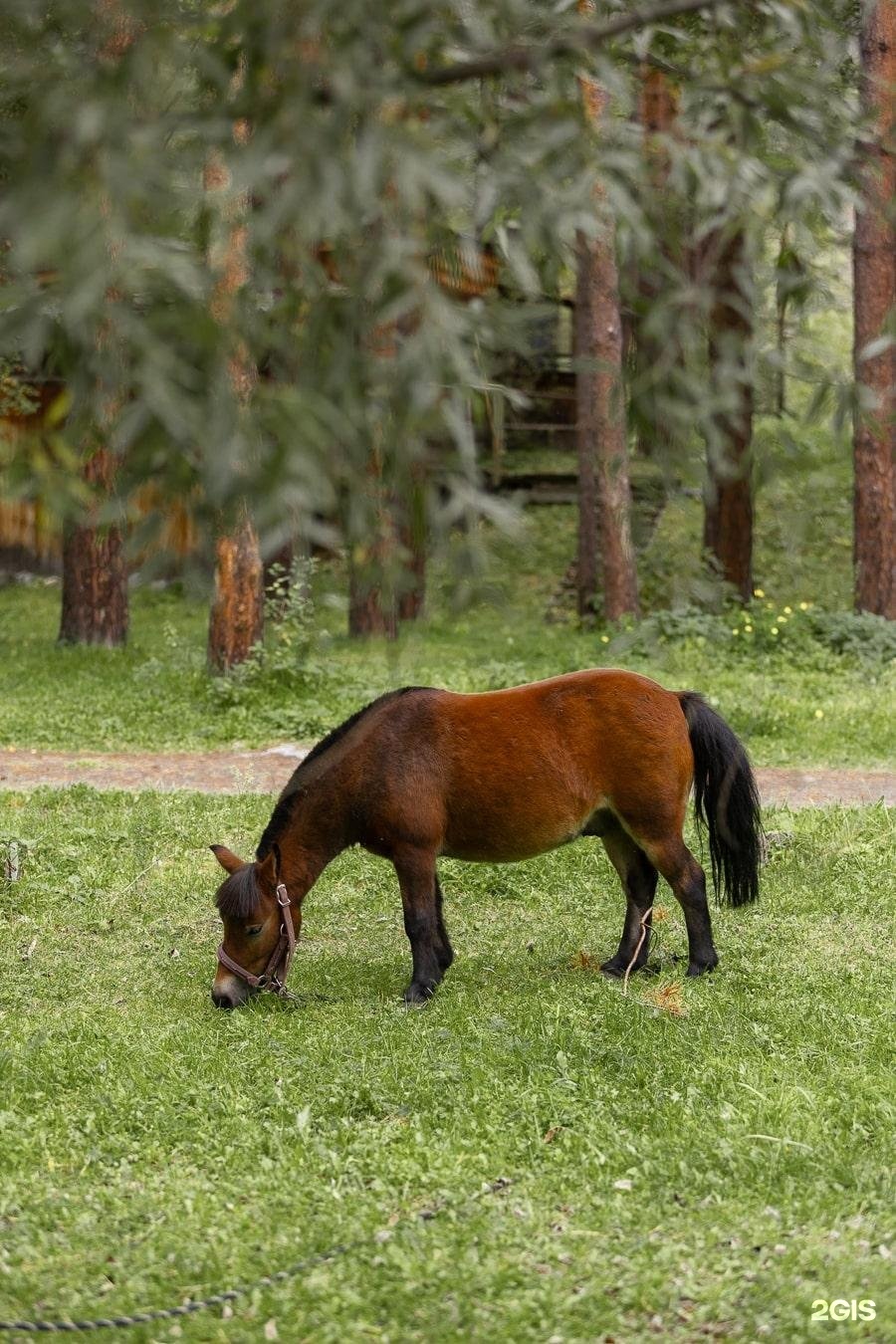 Берель - фото 73