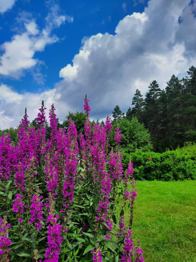 Оздоровительный тур "Пантовые ванны" - 7 дней - фото 2