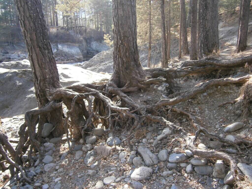 Оздоровительный тур "Пантовые ванны" - 7 дней - фото 4