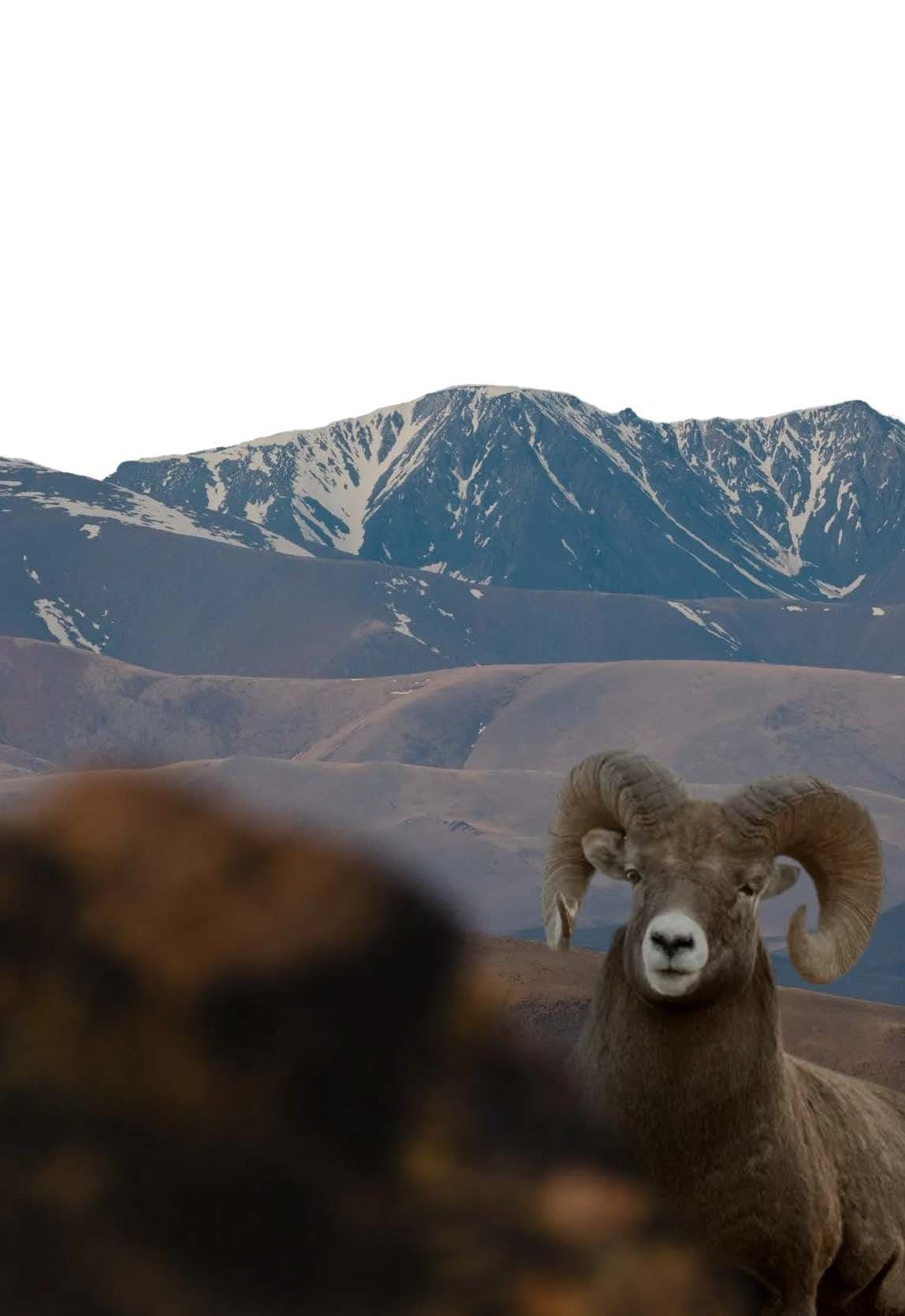 Ретрит. АЛТАЙ. Погружение - фото 2