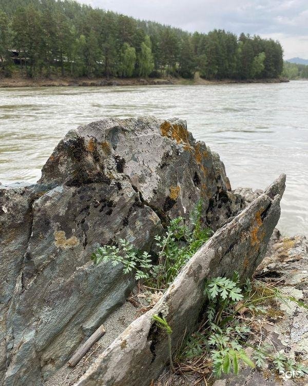 Алтай-Кайлас - фото 66