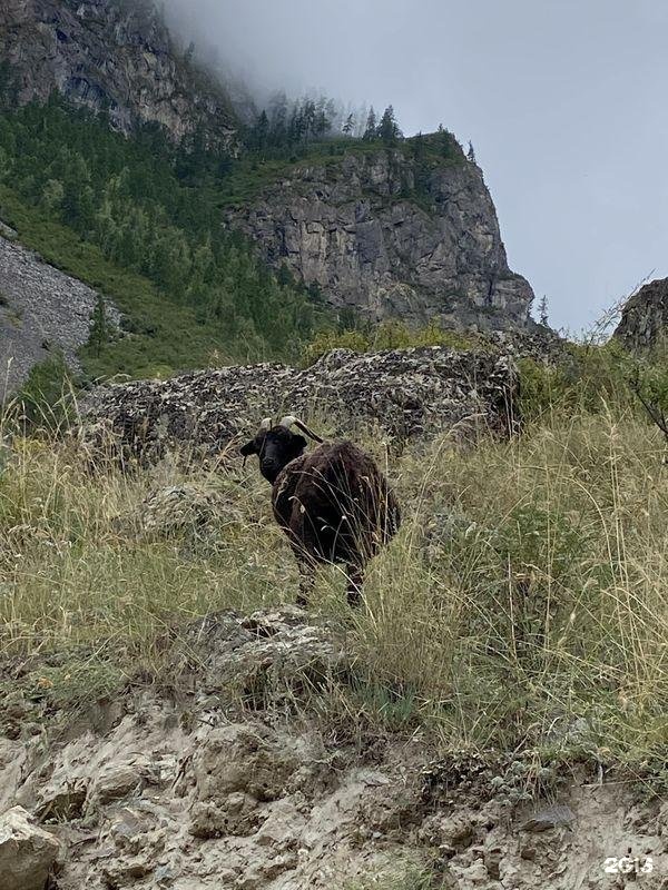 Алтай-Кайлас - фото 87