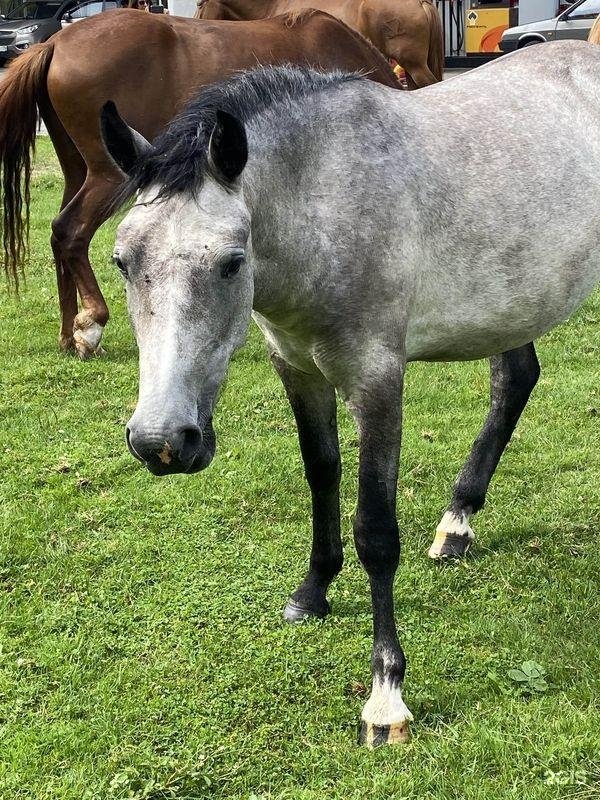 Алтай-Кайлас - фото 100