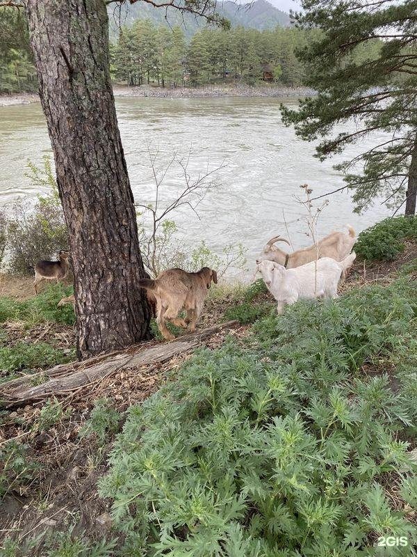 Алтай-Кайлас - фото 101