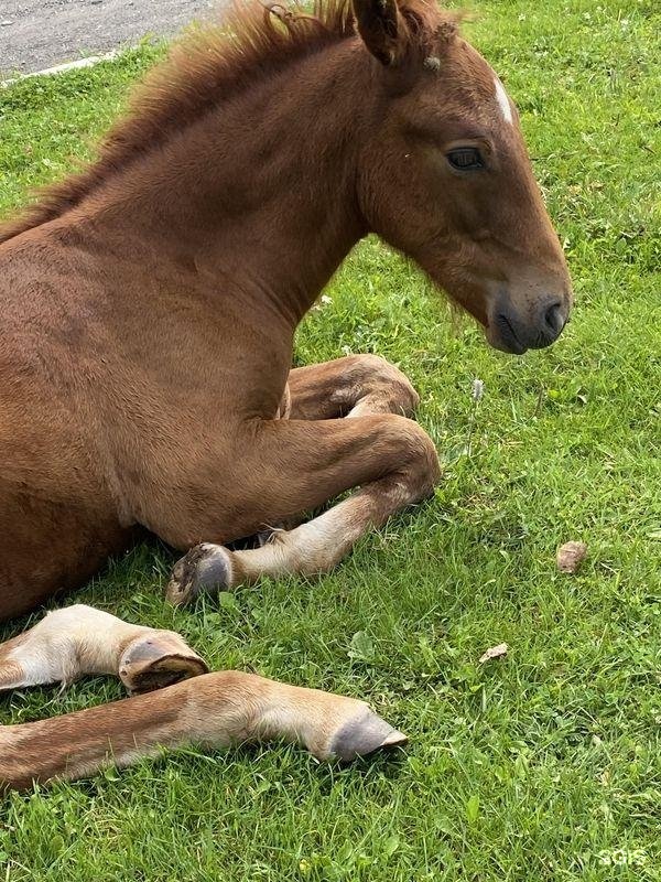 Алтай-Кайлас - фото 122