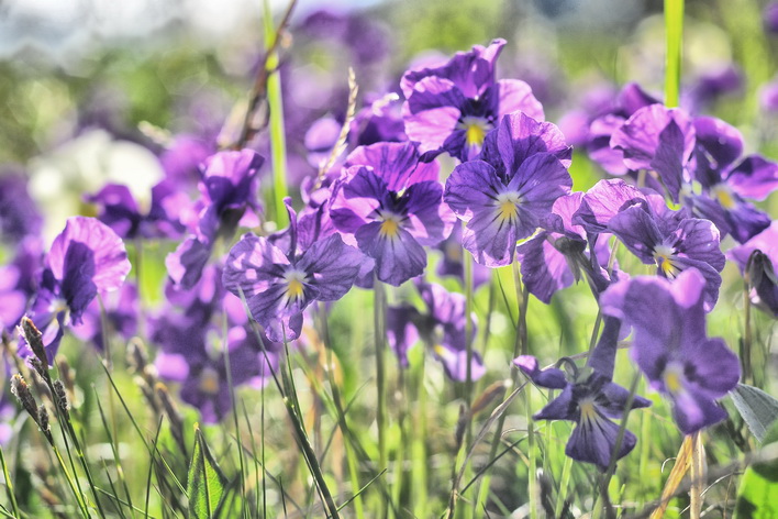 Конный тур «Алтай для новичков» или к Каракольским озерам налегке - фото 3