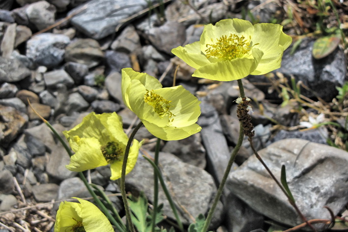 Конный тур «Шавлинские озера — на пути в Шамбалу» - фото 6