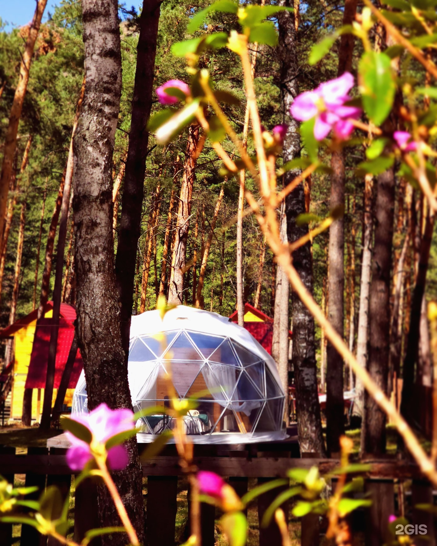 Royal Forest - фото 26