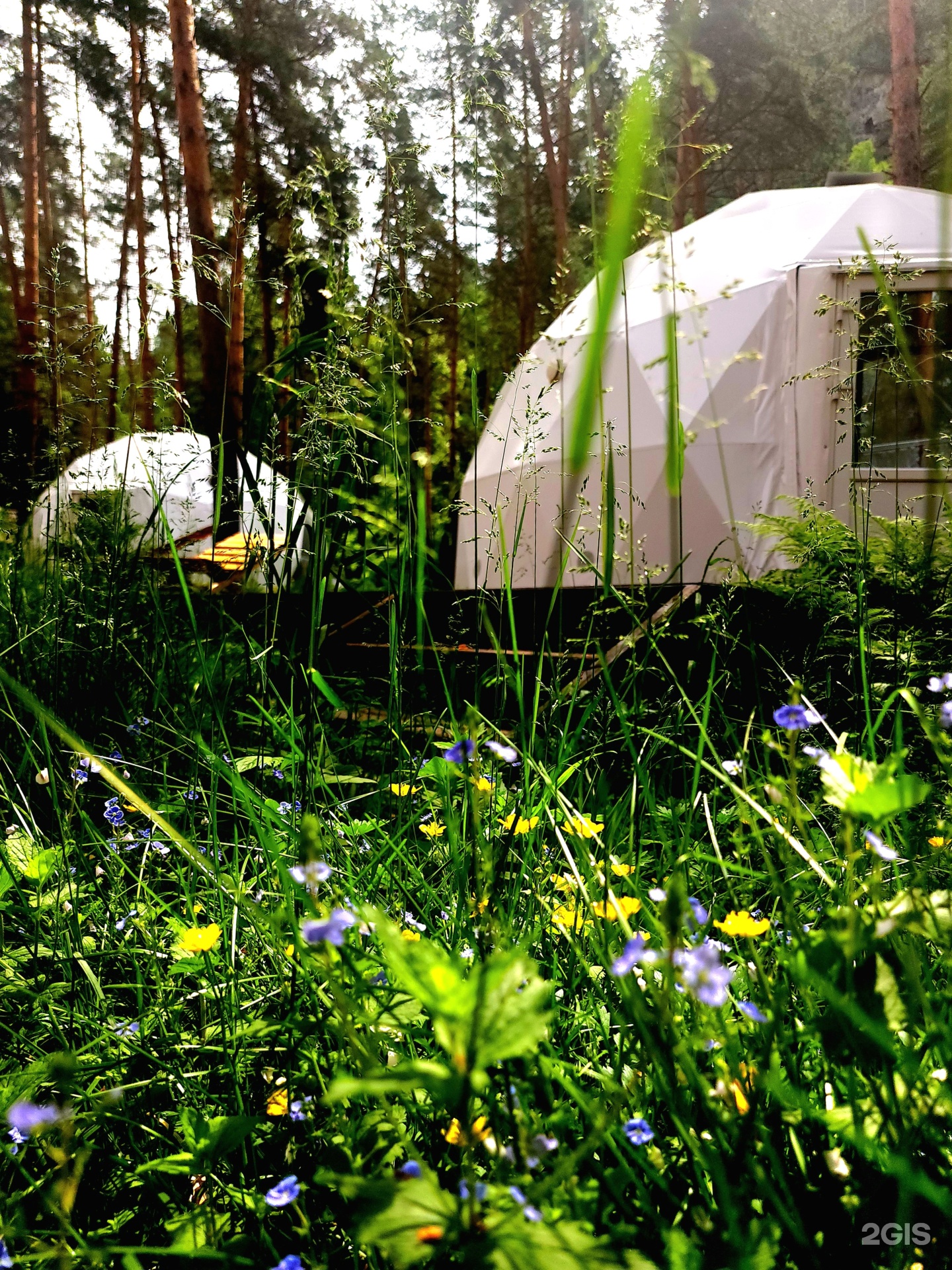 Royal Forest - фото 33