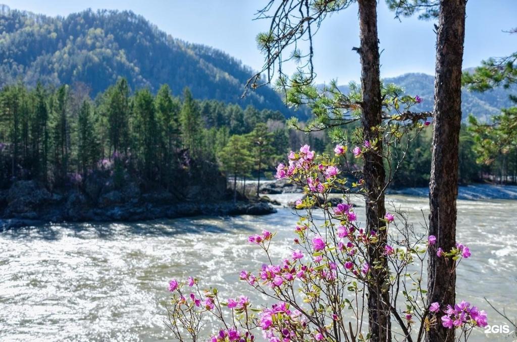 Чечек - фото 4