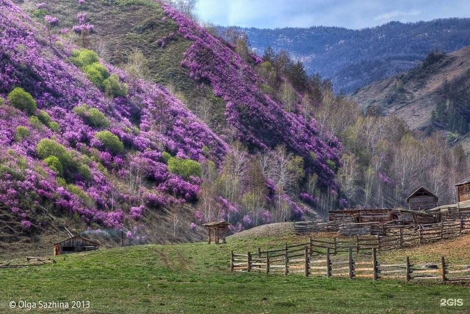 Чечек - фото 16