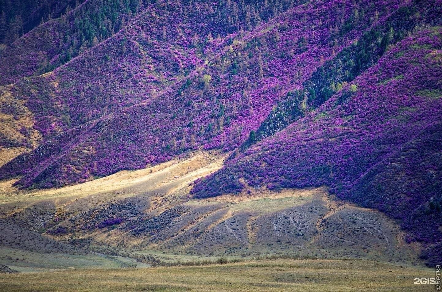 Чечек - фото 24