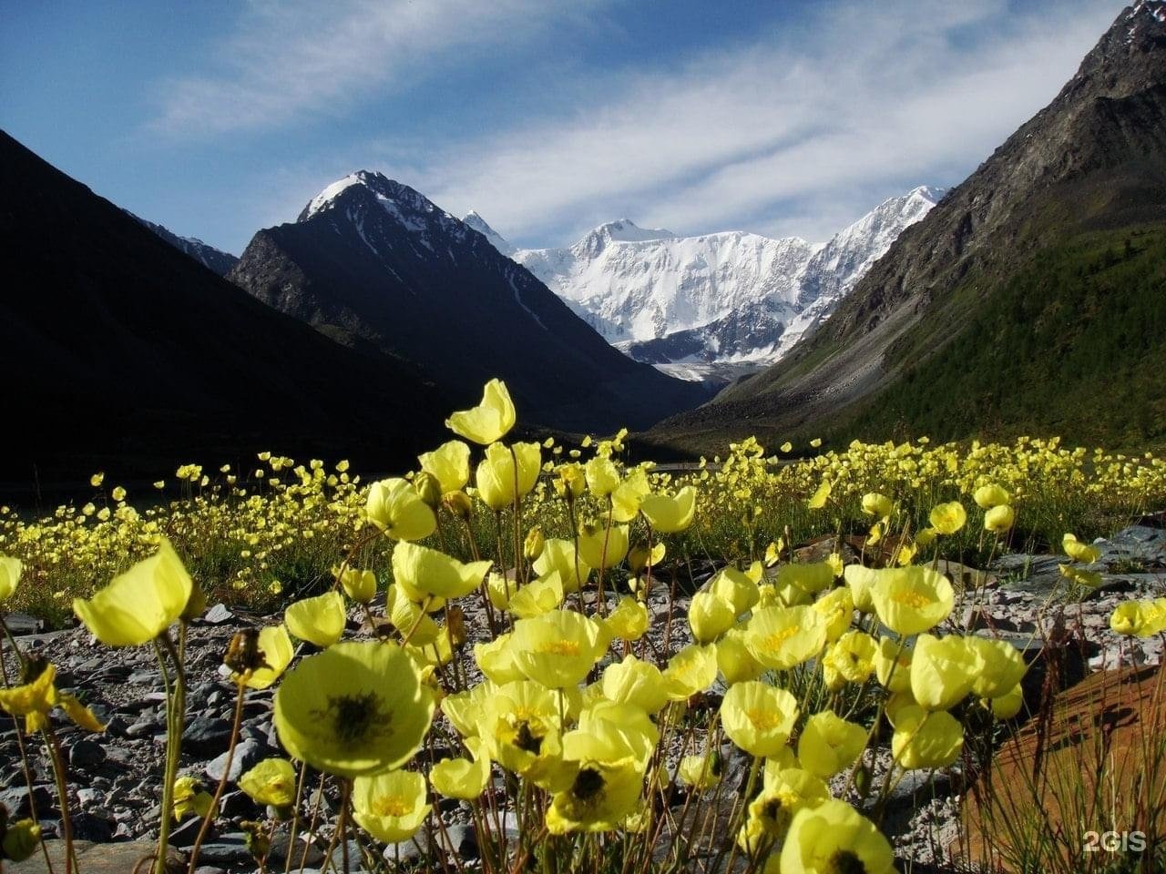 Чечек - фото 25
