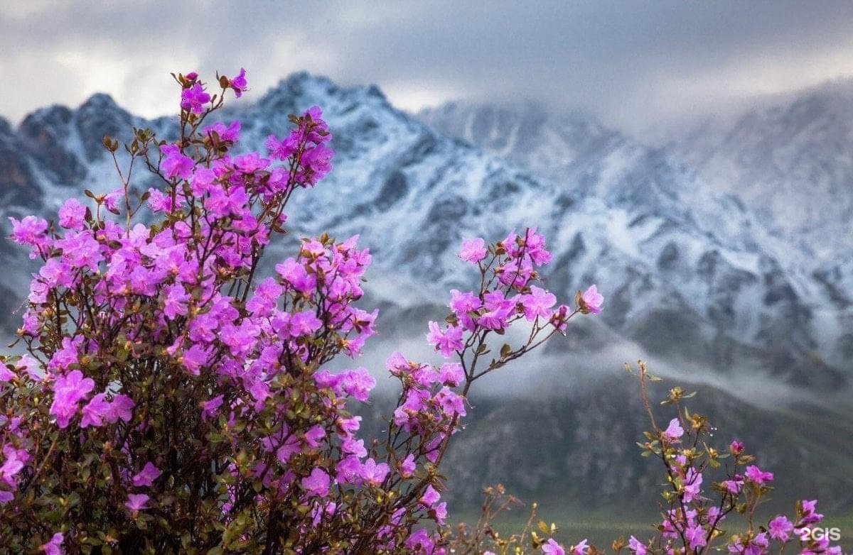 Чечек - фото 26