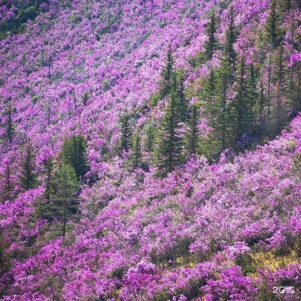Чечек - фото 27