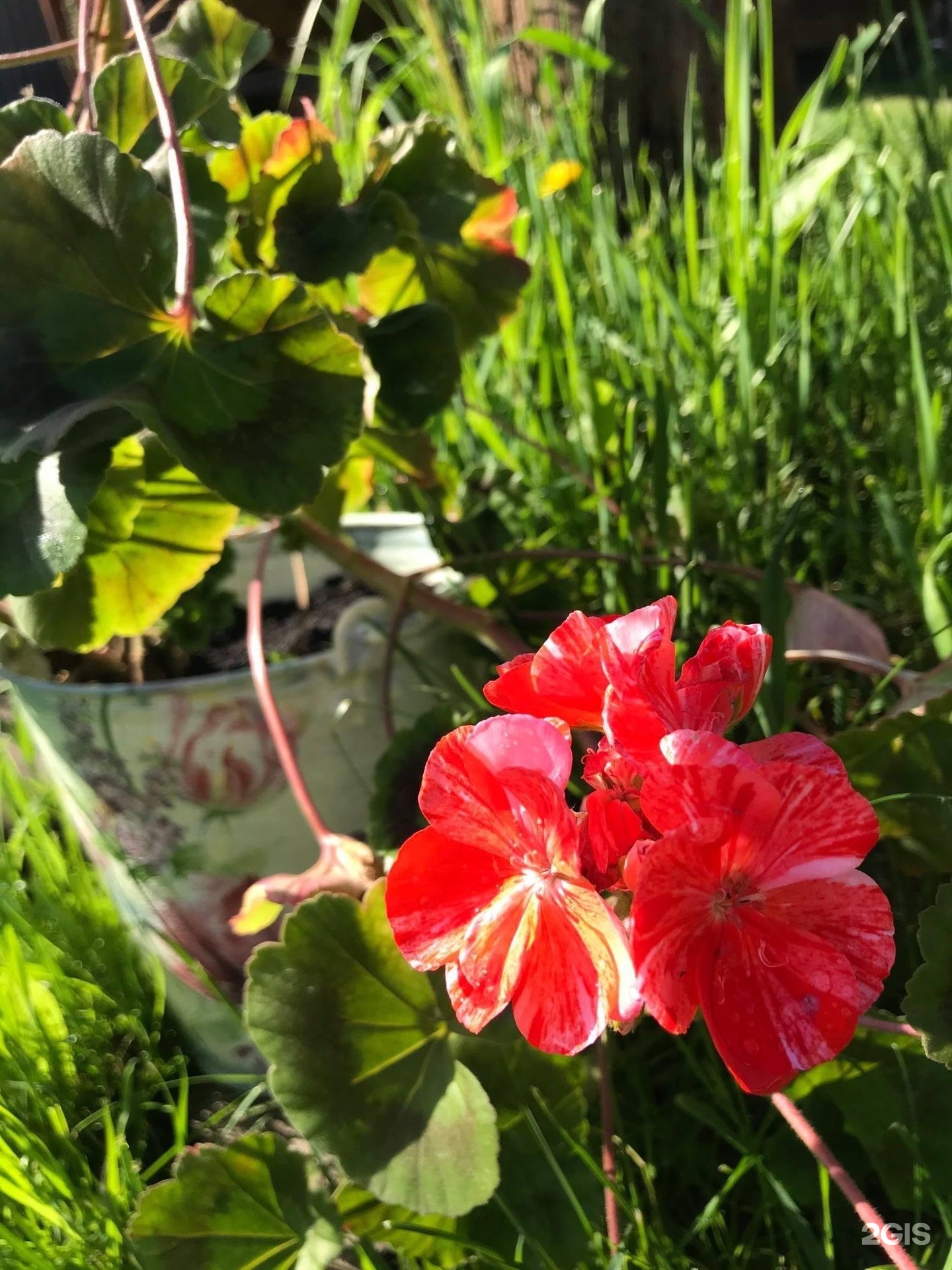 Чечек - фото 35