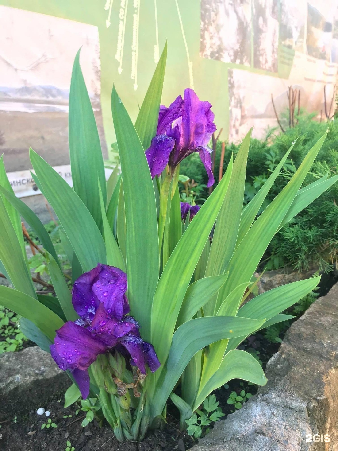 Чечек - фото 39