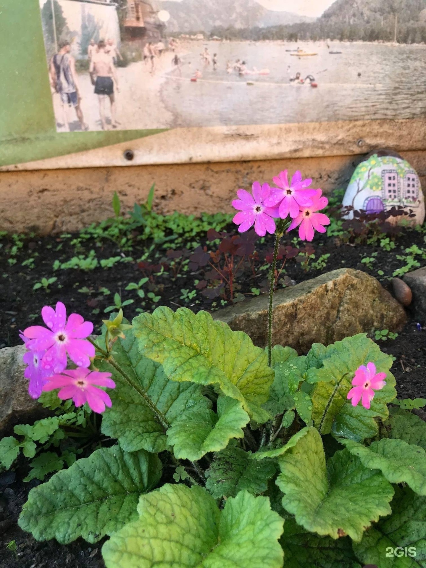 Чечек - фото 61