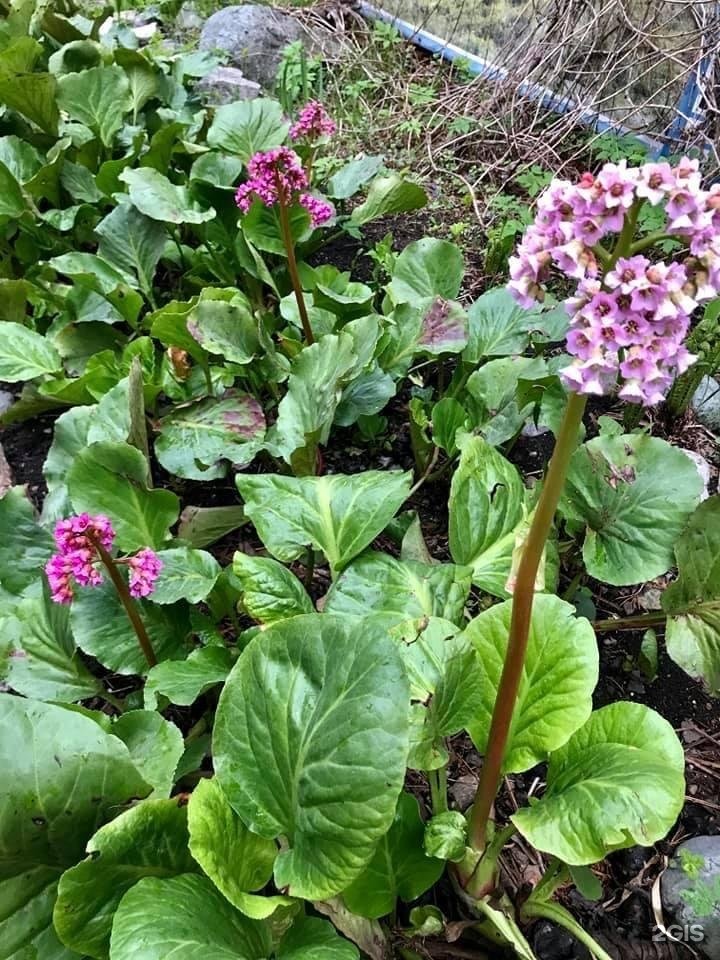 Чечек - фото 91