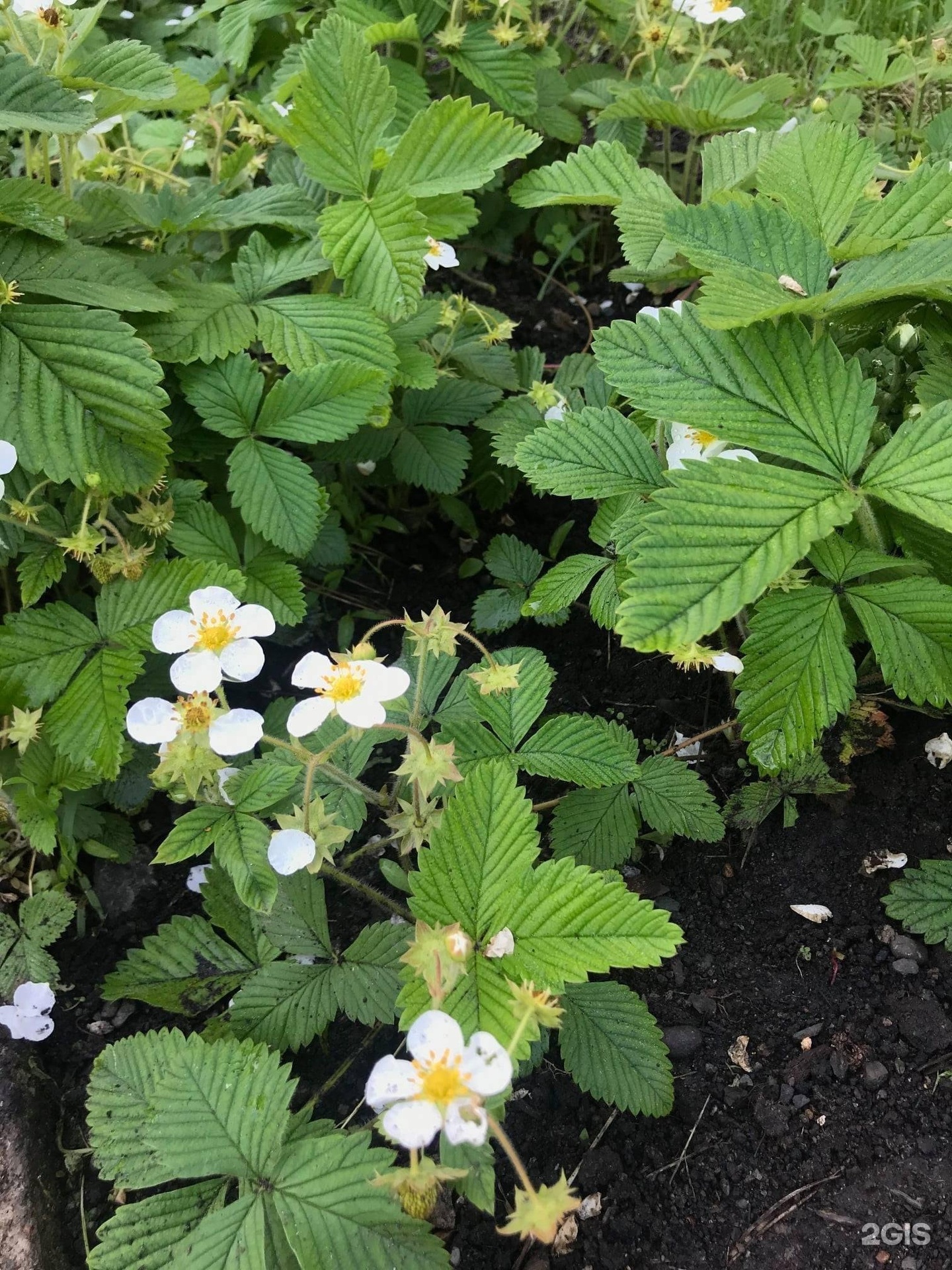 Чечек - фото 94
