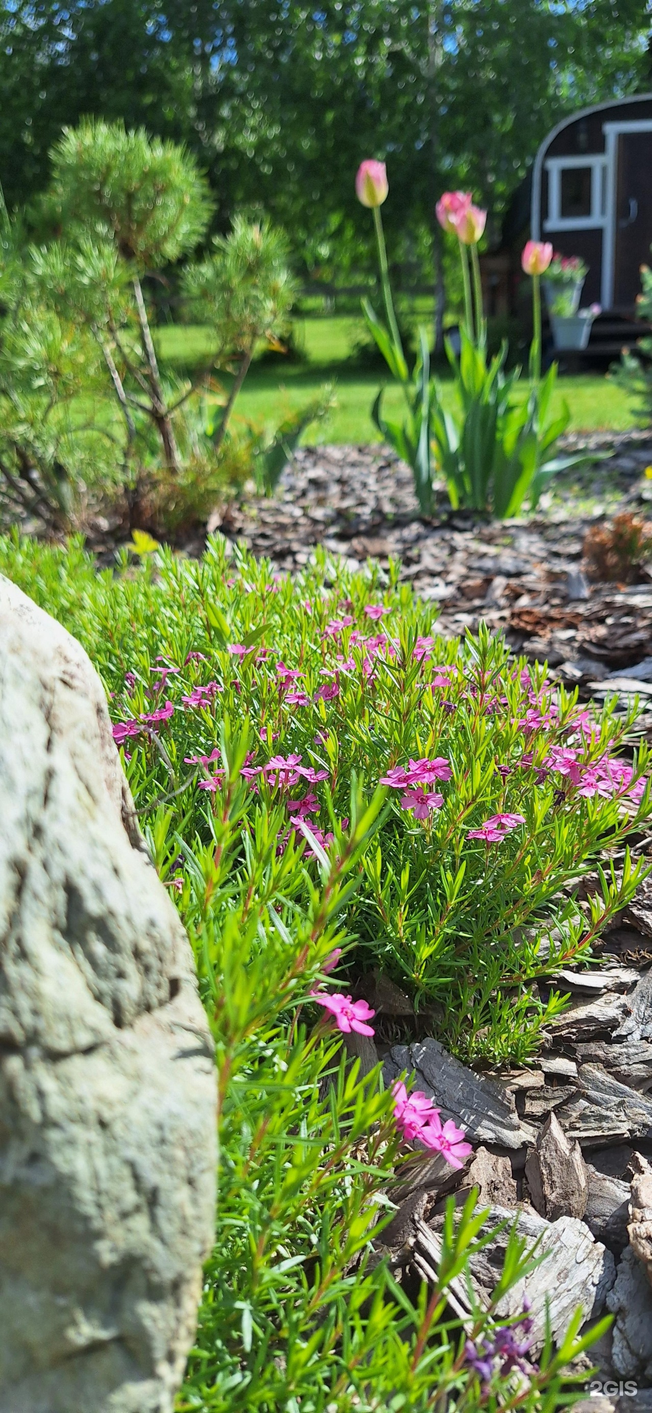 Altai ForRest - фото 29