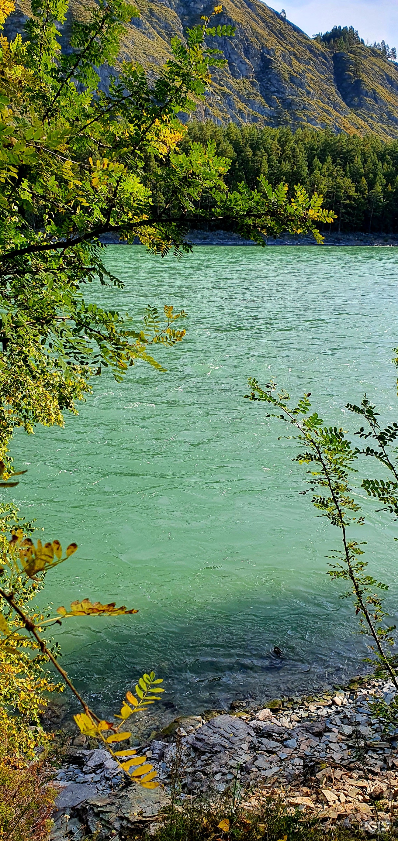 Altai ForRest - фото 35