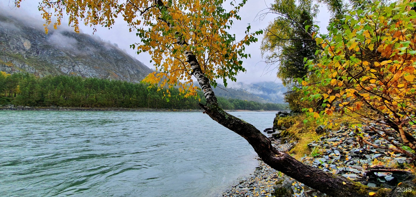 Altai ForRest - фото 37