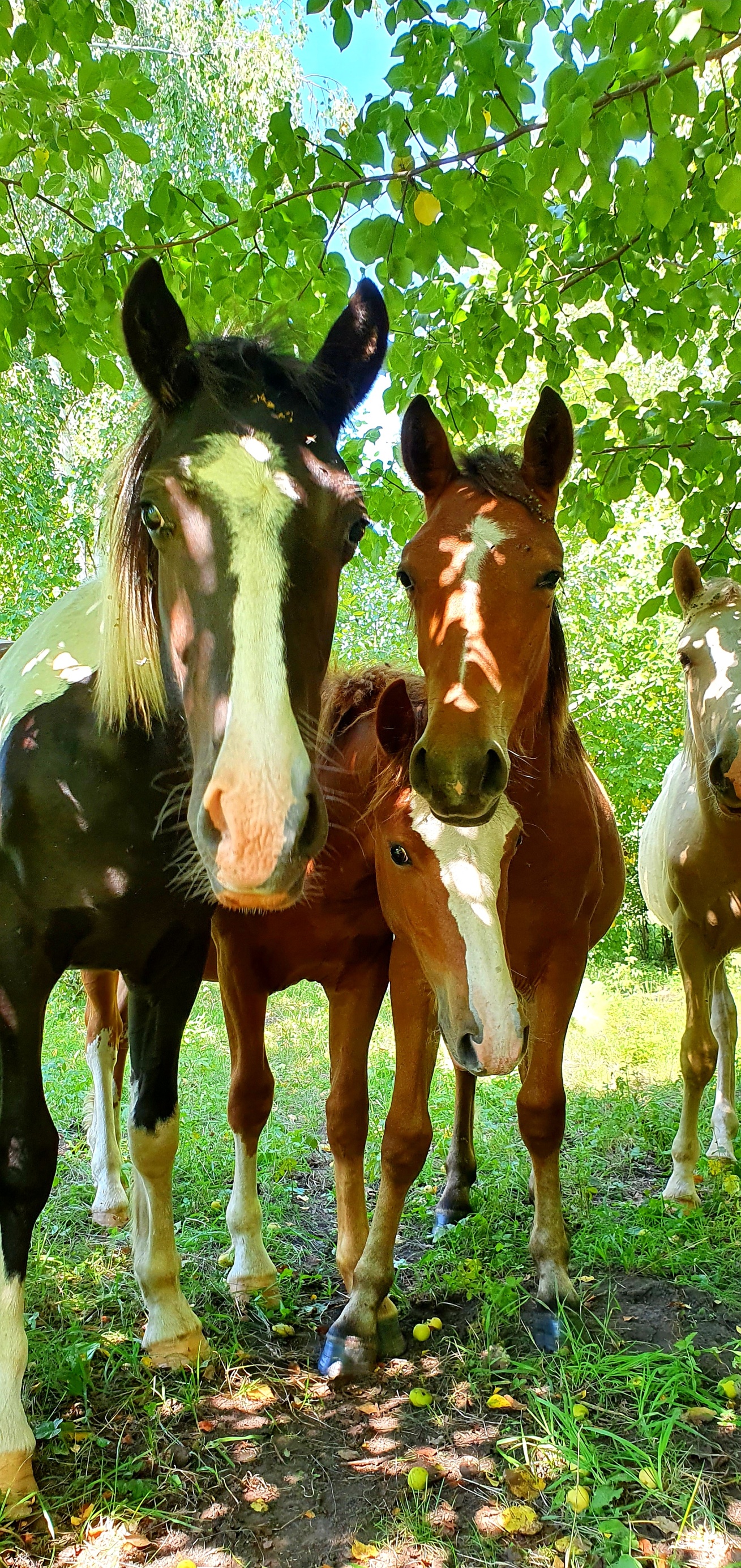 Altai ForRest - фото 71